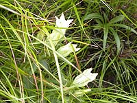 �R���t�߂ɍ炢�Ă����ԁX