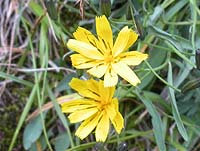 �R���t�߂ɍ炢�Ă����ԁX