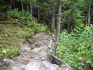 D分岐からの登山道。