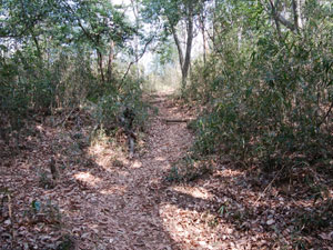 お堂からの登山道