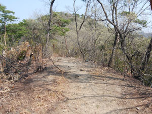 観音山山頂からの登山道