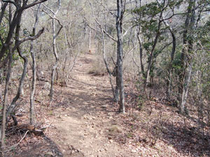 観音山山頂からの登山道