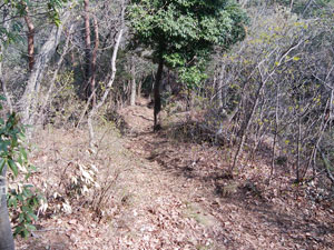 須永山山頂からの登山道