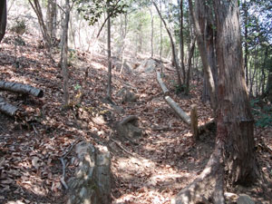 分岐からの登山道。