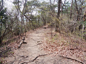 ���򂩂�̓�