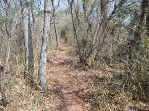 分岐からの登山道。