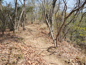 分岐からの登山道。