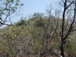 ���ꂪ�R�����ȁH