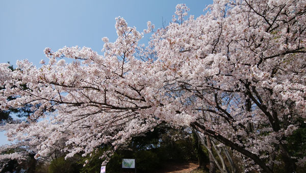 桜