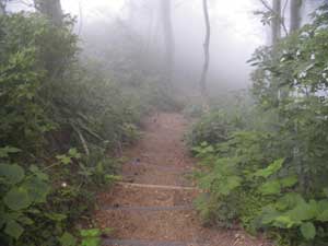 �R������̓o�R���B