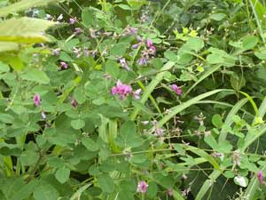 �����ɍ炭��