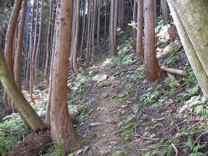 �o�R���̗l�q