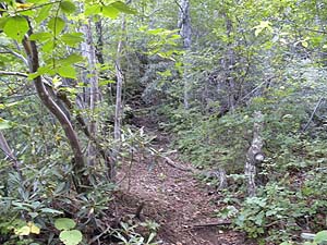 �R�[�X�͋}��