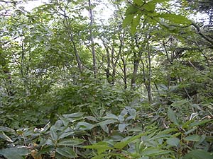 ���]�͂Ȃ��`