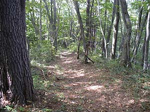 ���R�J�n�`