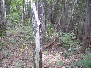 �������ƂȂ����W���B