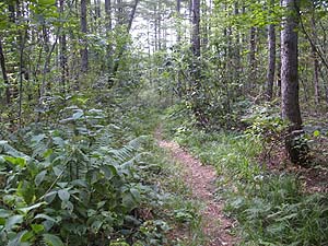  ���򂩂�̓o�R���B