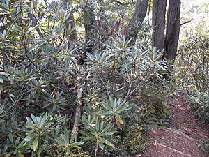  �V���N�i�Q�����ꂽ�`