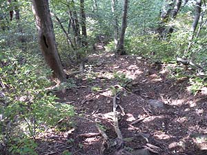  �}�ȉ��肾���`�`