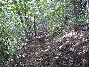 ���₩��̓o�R���B