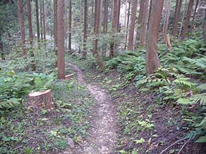 ���т̓o�R���B