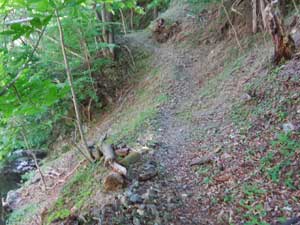 �o�R������̓o�R���B