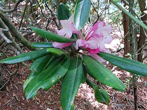 �V���N�i�Q�̉�