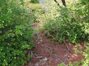 �s�[�N����̓o�R���B