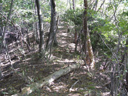 ���}�Ȕ���