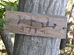 �A�h�R �R��(371m)