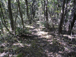 ���������ɉ���B