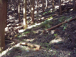 �Ԕ��ނ����̂܂܁H