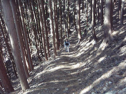 �X�M�т̒������