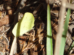 ���F�����傤���傤