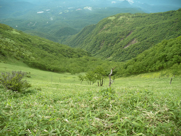 �Đ΋����t�߂��猩���Ζ�