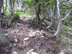 ���тɕς�����B