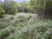 �ێR����̉��R��