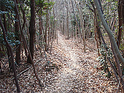 �o�R���̗l�q