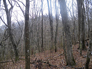 �ڎw���R��