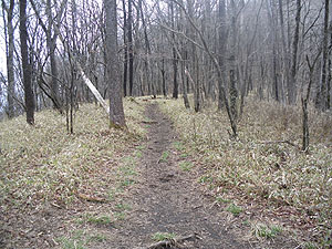 ����_����̓o�R���B