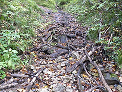 �܂�����A�}�Ȍ͂��H