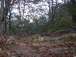 �����̕���_