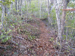 ���������̓o�R��