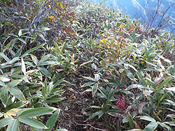 ���􂩂瓌��ւ̓o�R���B