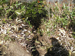 ���􂩂�̉��R��