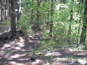 ��������̓o�R���B