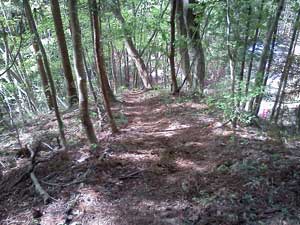 ��������̓o�R���B