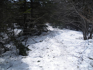 �΃m�͌����򂩂�̓o�R��