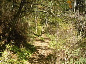 �o�R������̓o�R���B