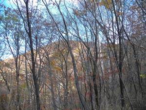 �ڎw����ԉB�R